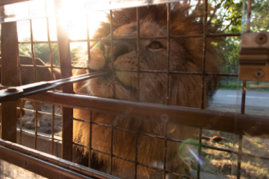 アフリカンサファリ