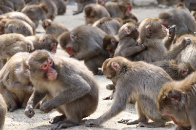 高崎山自然動物園